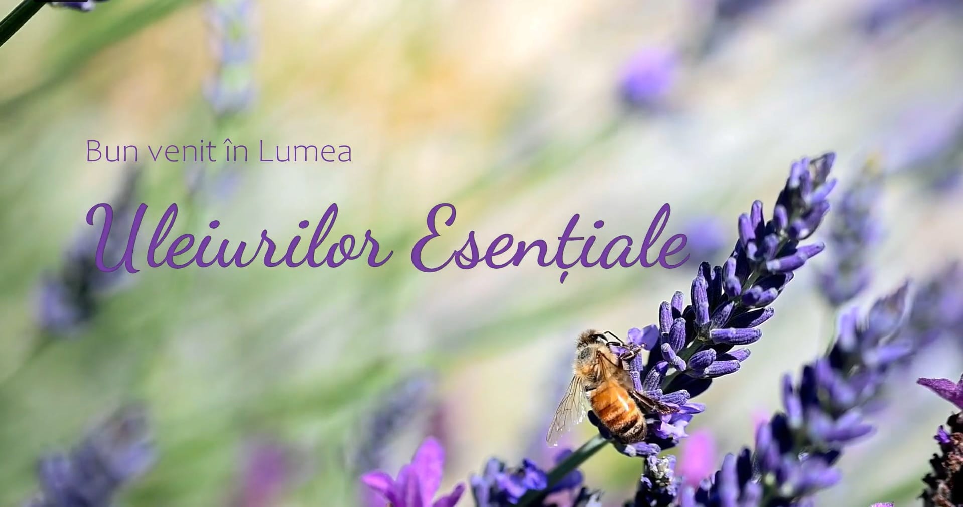 bun venit în lumea uleiurilor esențiale lumea uleiurilor esențiale